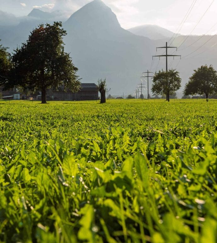 Stromprodukte-MarktStrom-Stromleitung-Giswil-690x775