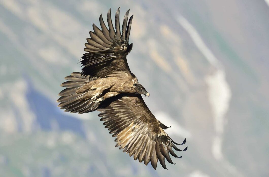 Überuns-Engagement-Ewolina-1060x700