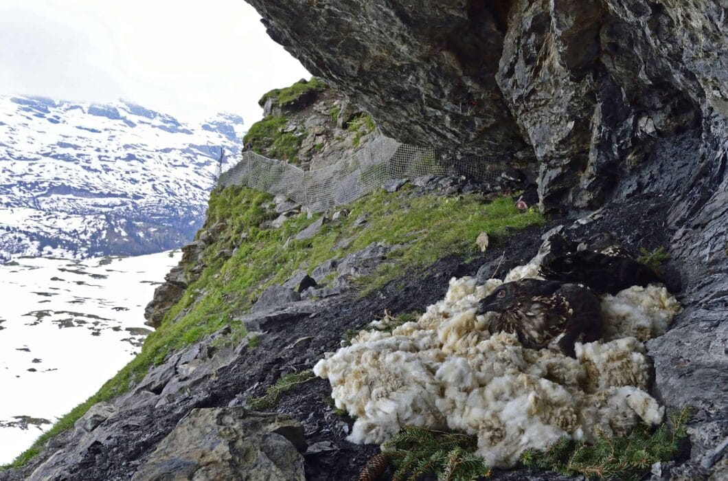 EWOPUR-Bartgeier-Auswilderung-1060x700