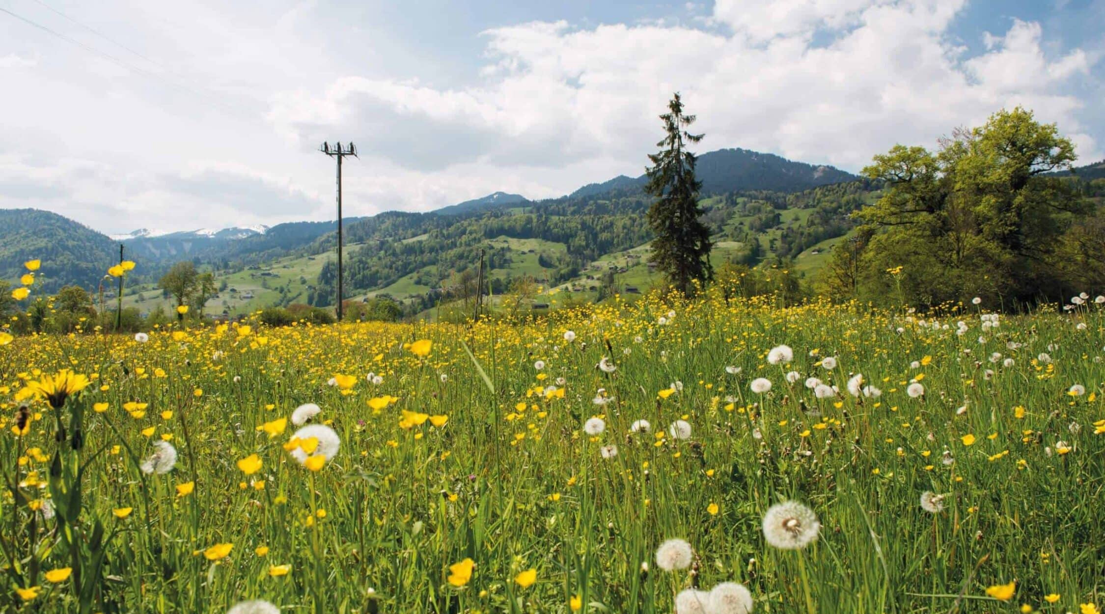 Medien-Freileitungen-2250x1250